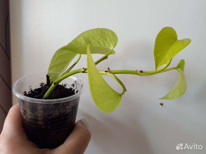 Эпипремнум