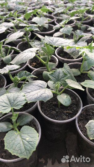 Рассада с доставкой