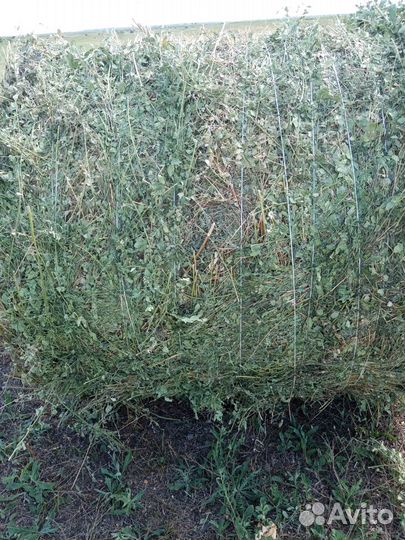 Сено в рулонах