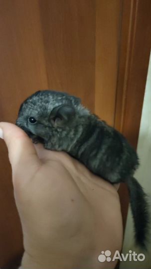 Шиншилла голубой, белый, серый