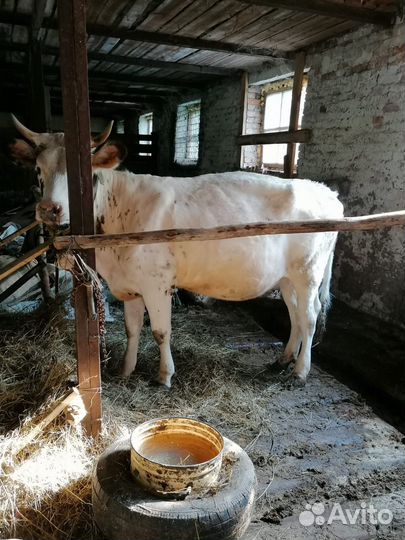 Айширская корова (нетель)