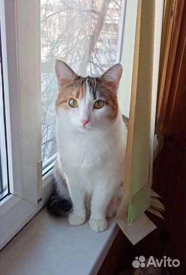 Кошка в добрые руки