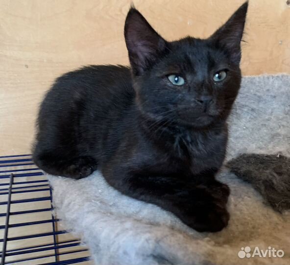 Котенок в добрые руки