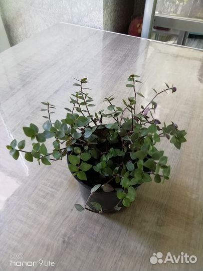 Кализия, традесканция триколор, хлорофитум