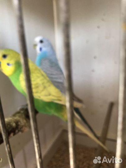 Волнистый попугай