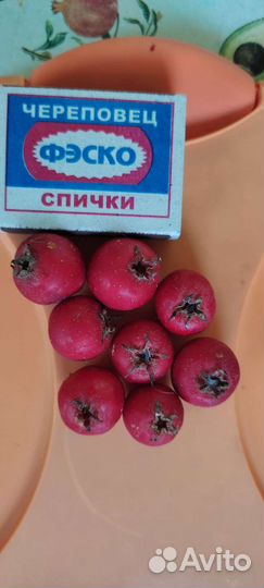 Боярышник Арнольда крупноплодный саженцы