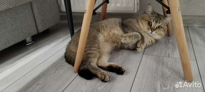 Британский кот на вязку