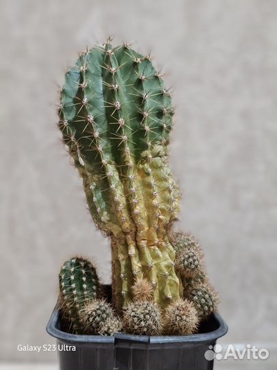 Кактус эхинопсис