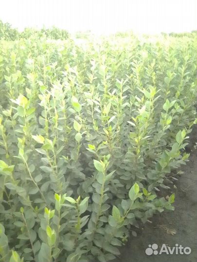 Декоративные кустарники