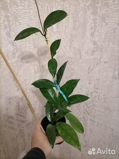 Комнатные растения разные