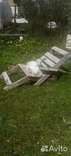 Молоко козье