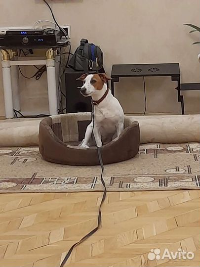 Дрессировка собак кинолог