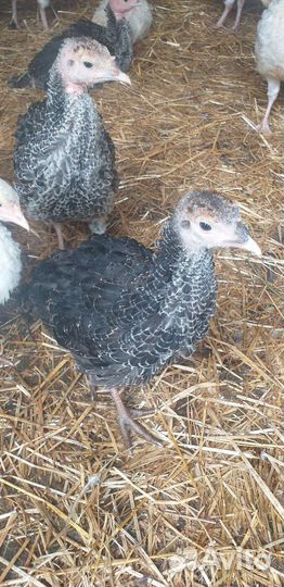 Молодые индюшки