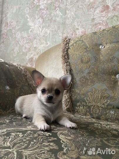 Чихуахуа щенок девочка