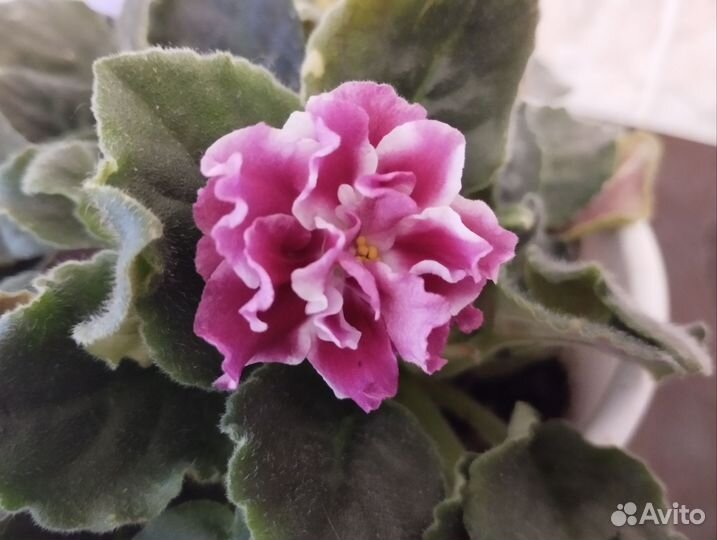 Сортовые фиалки