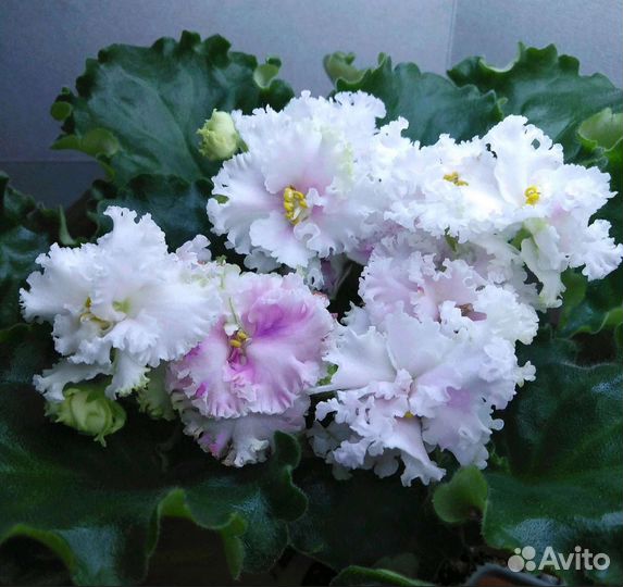 Фиалка Детки Наборы, ук. Черенки, срез