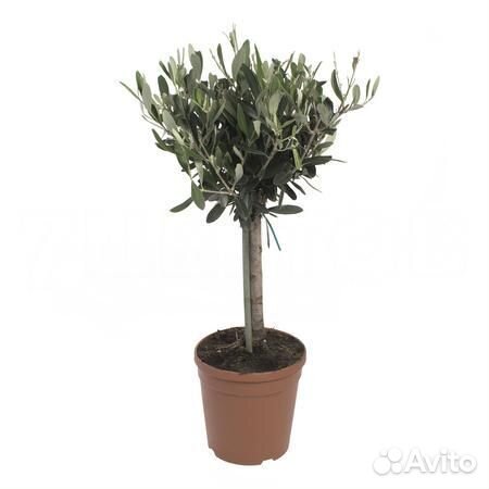 Высокие комнатные растения