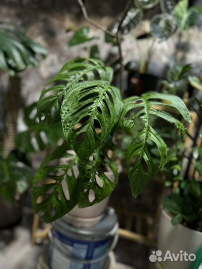 Монстера эскелето