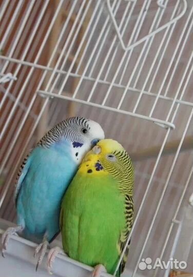 Пара волнистиков