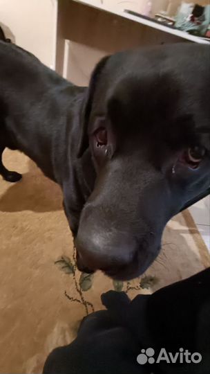 Случка собак лабрадор кобель