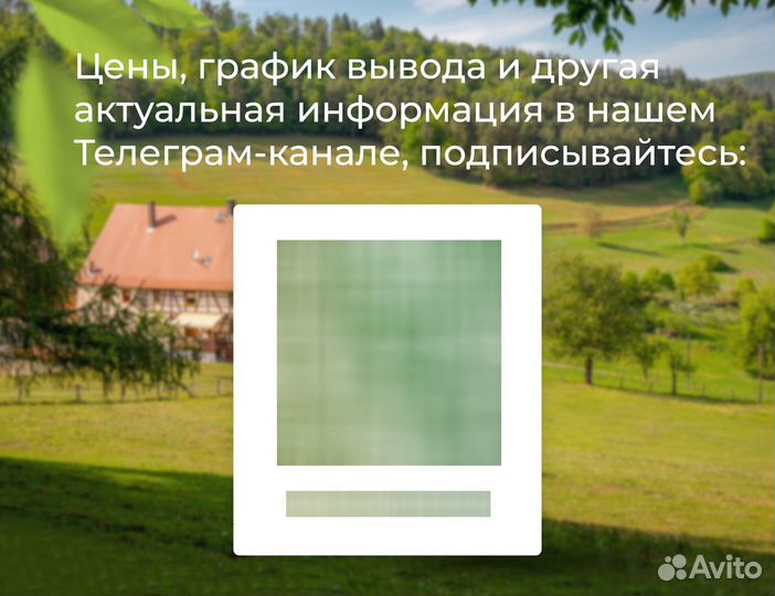 Несушка Ломан Браун