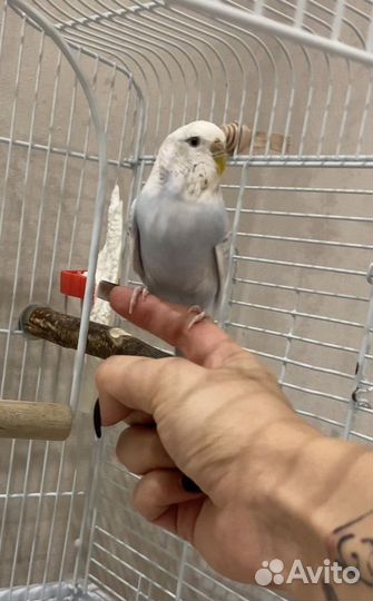 Волнистый попугай с клеткой