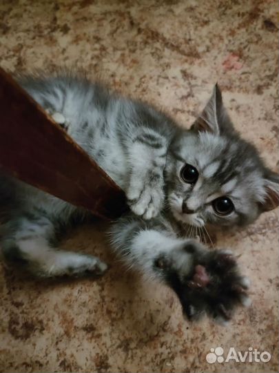 Британская кошка