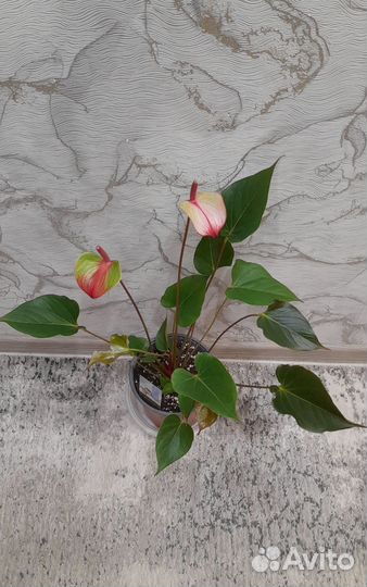 Антуриумы,Аглаонемы,Сингониум Клубничный лёд и др