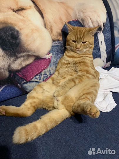 Коты бесплатно