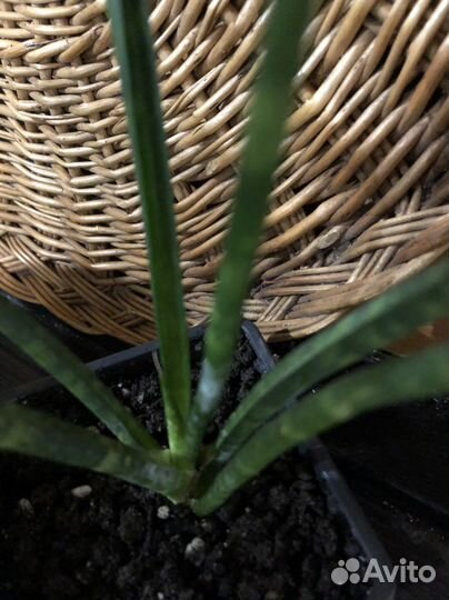 Сансевиерия цилиндрика