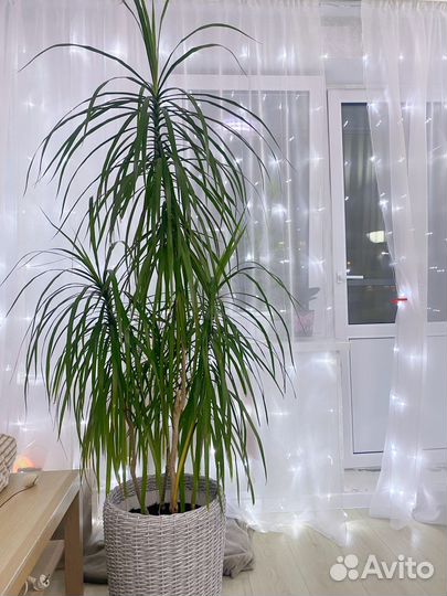 Пальма драцена
