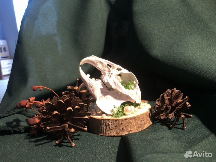 Череп кролика