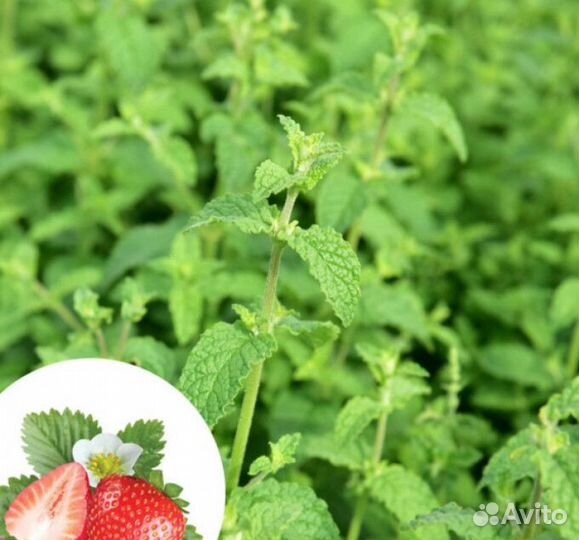 Пряные травы, мята, шалфей, тимьян, душица и т.д