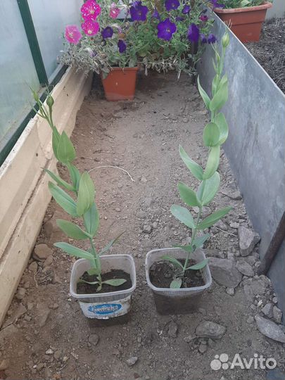 Эустома рассада