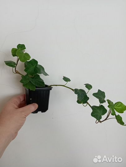 Комнатные растения