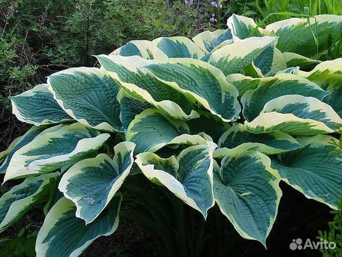 Хоста American halo
