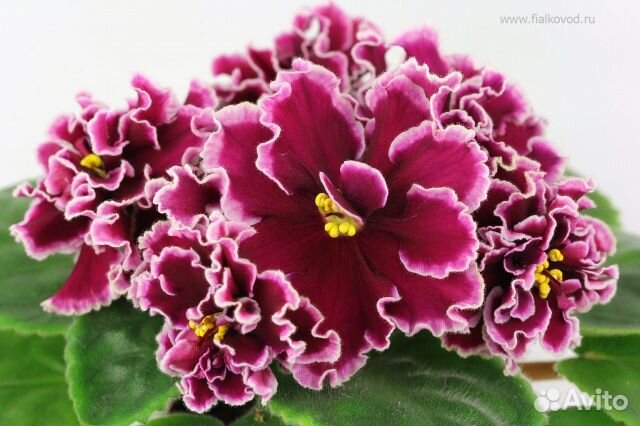 Фиалки-лист укоренённый