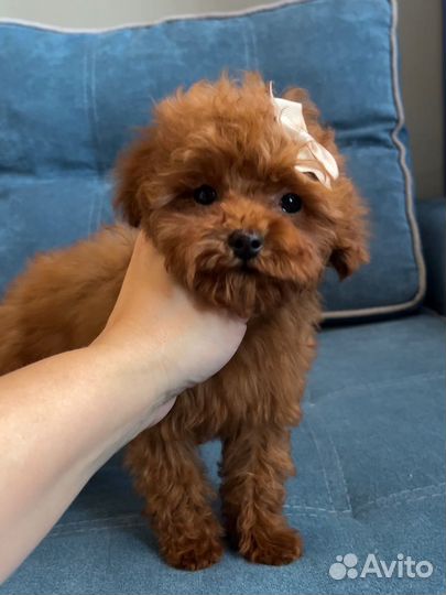 Тедди той-пудель девочка 3 мес