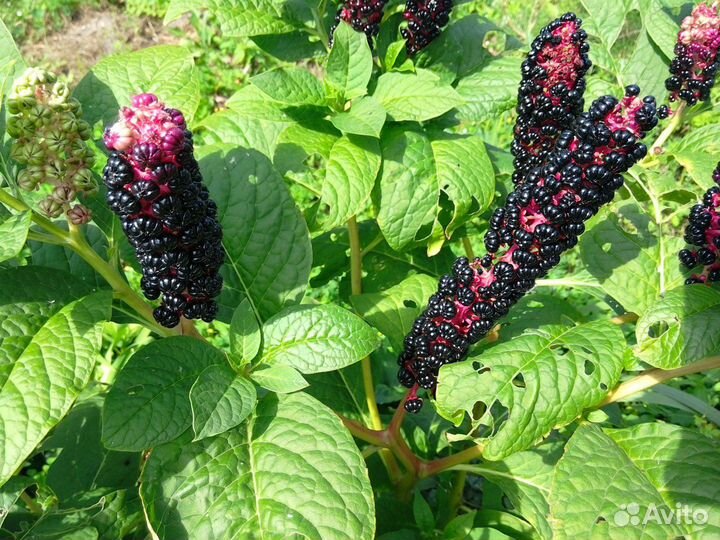 Лаконос для сада или фитолакки