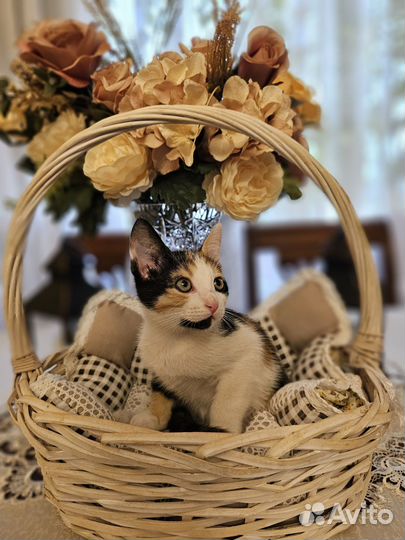 Котята и кошечка в добрые руки