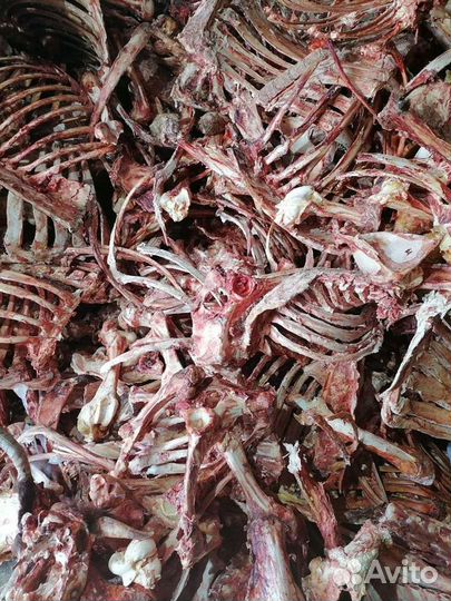 Кости говяжьи бесплатно