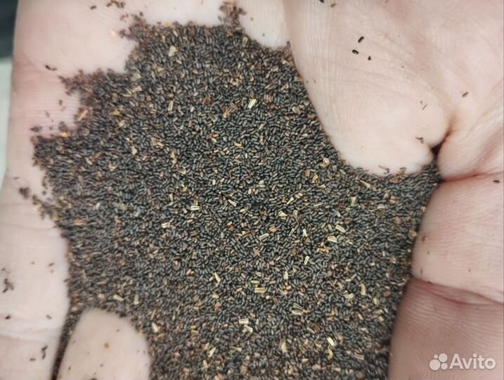 Семена многолетних и однолетних трав