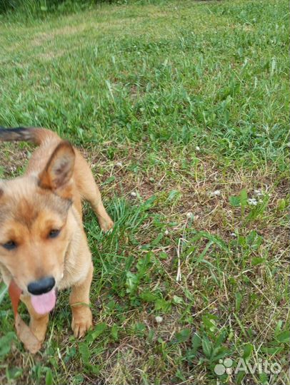 Щенок в добрые руки бесплатно