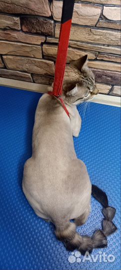 Грумер стрижка собак