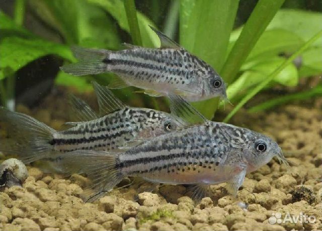 Коридорас Нанус или Мотыльковый (Corydoras Nanus)