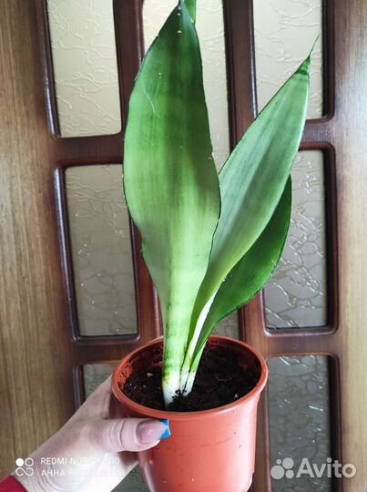 Сансевиерия Муншайн Комнатные цветы