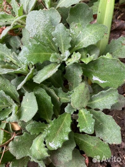 Арабис белый