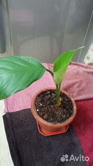 Диффенбахии