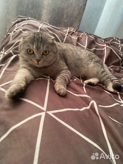 Шотландская вислоухая кошка вязка