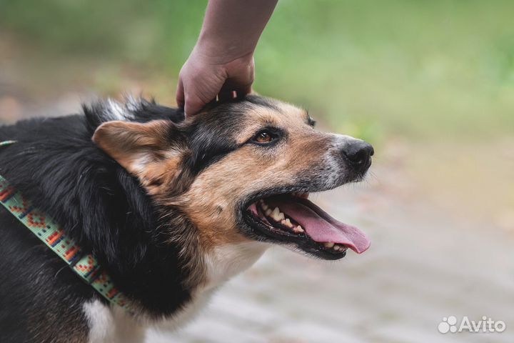 Собака в добрые руки
